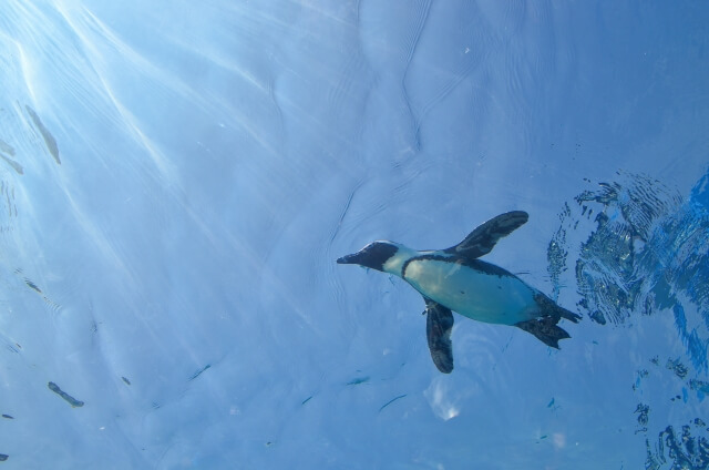 サンシャイン水族館