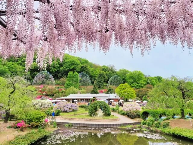 あしかがフラワーパーク