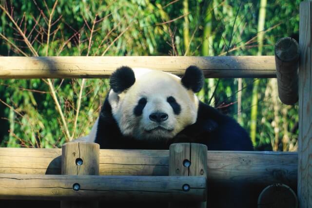 上野動物園