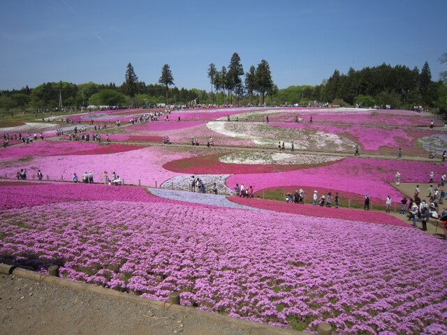 芝桜