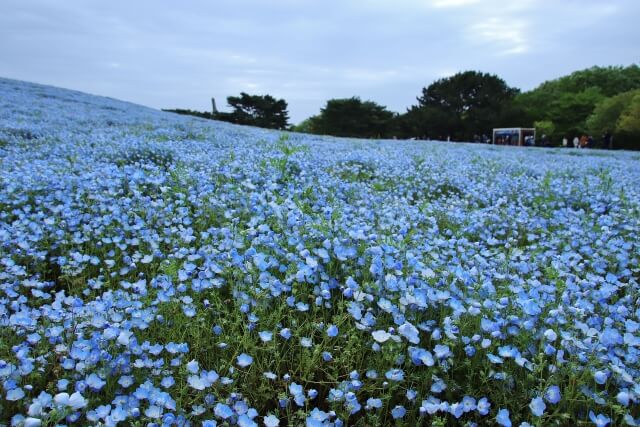 国営ひたち海浜公園　ネモフィラ