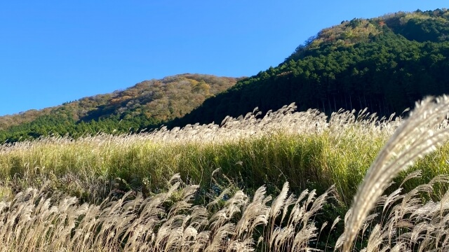 仙石原すすき草原