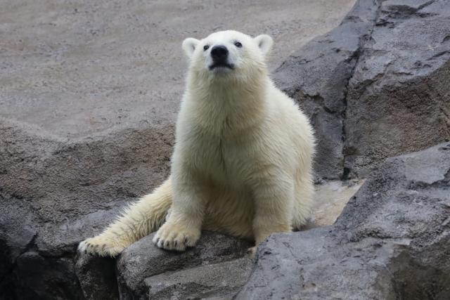 旭川動物園