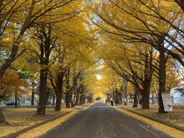 北海道大学　銀杏並木