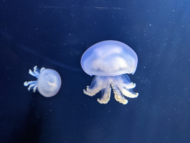 加茂水族館