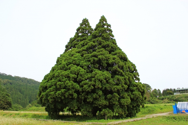 小杉の大杉