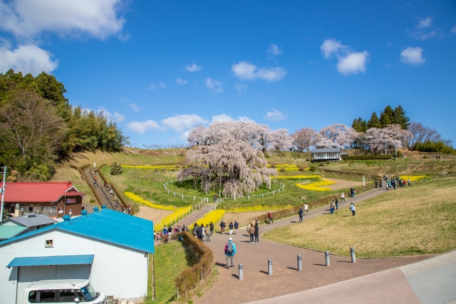 三春滝桜